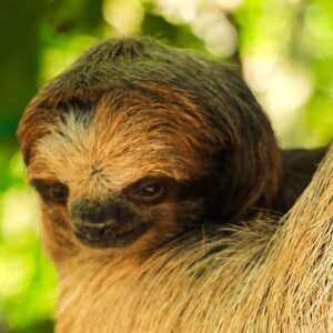 DANIEL JOHNSON SLOTH & MONKEY HANGOUT Y PASE DE UN DÍA AL MEDIA LUNA BEACH RESORT